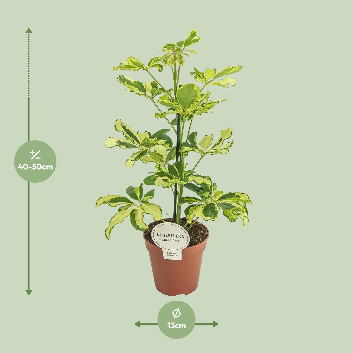 Schefflera Charlotte – Pflegeleichte Zimmerpflanze Ø13cm