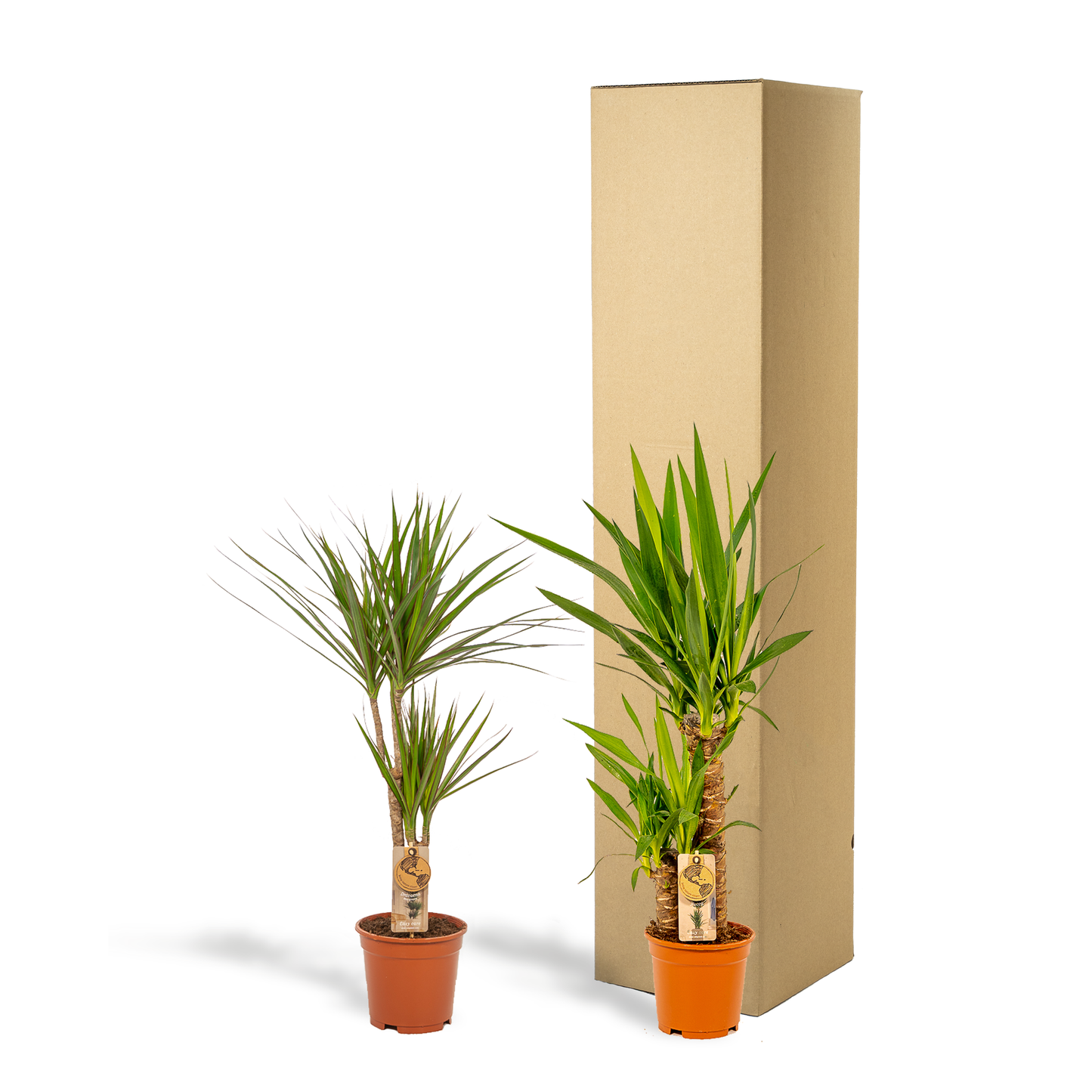 Set Dracaena & Yucca – Pflegeleichte Exoten 70-90cm