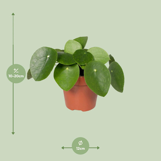 Pilea Peperomioides – Pfannkuchenpflanze Ø12cm, pflegeleicht