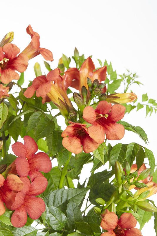 2x Campsis Summer Jazz 'Fire Trumpet' – Rote Trompetenblüte, 65 cm