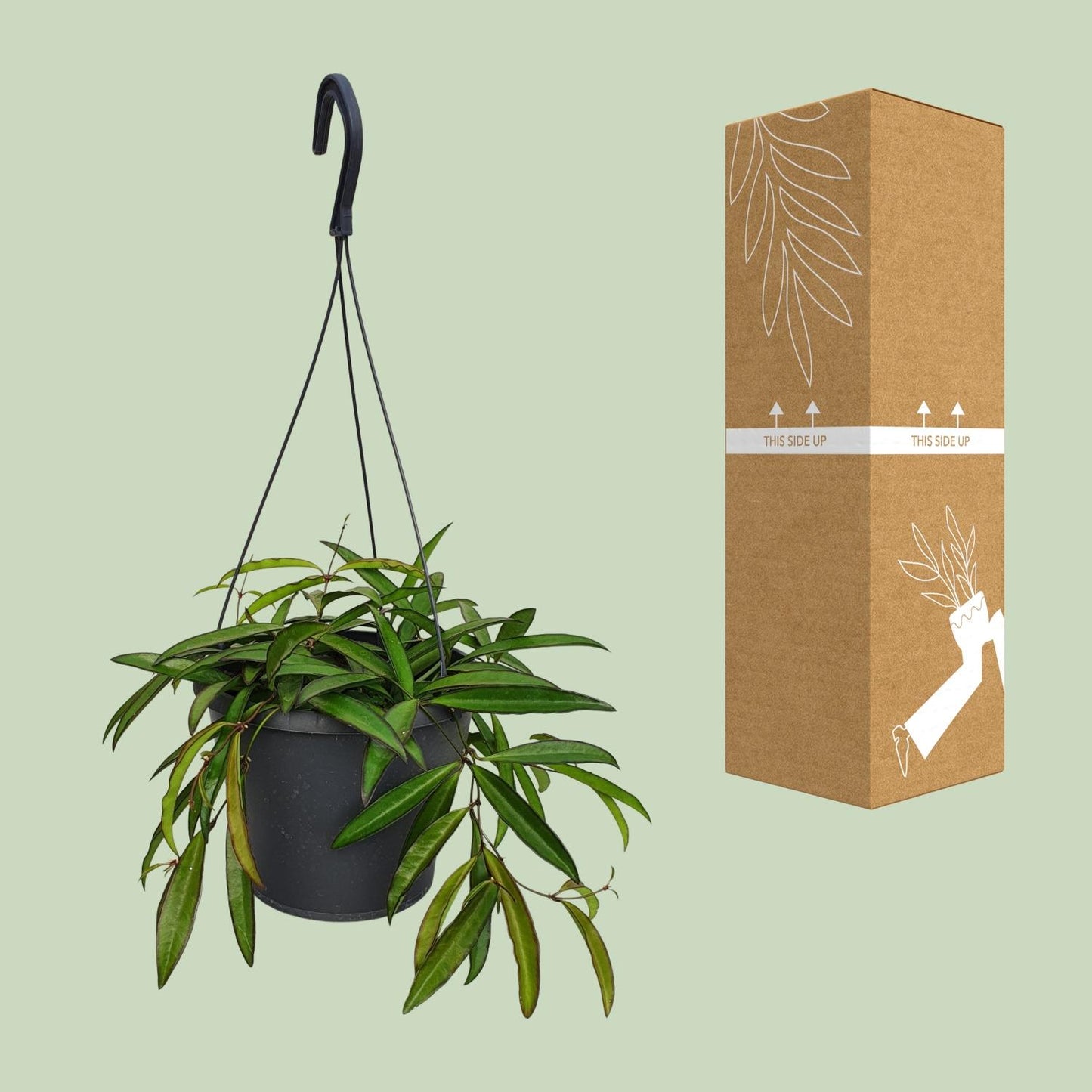 Hoya Bella – Pflegeleichte tropische Zimmerpflanze Ø19cm