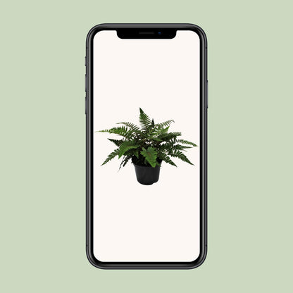 Polystichum Polyblepharum Jade – Stechender Wurmfarn Ø24cm