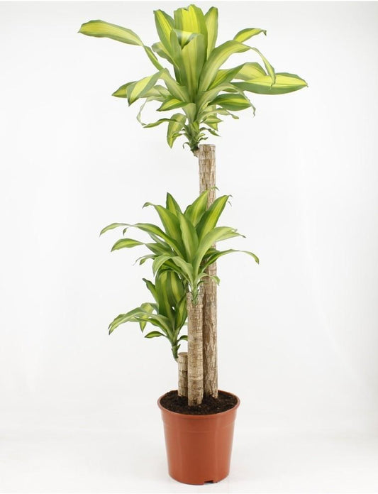 Dracaena Fragrans Massangeana – Pflegeleichte Zimmerpflanze Ø24cm