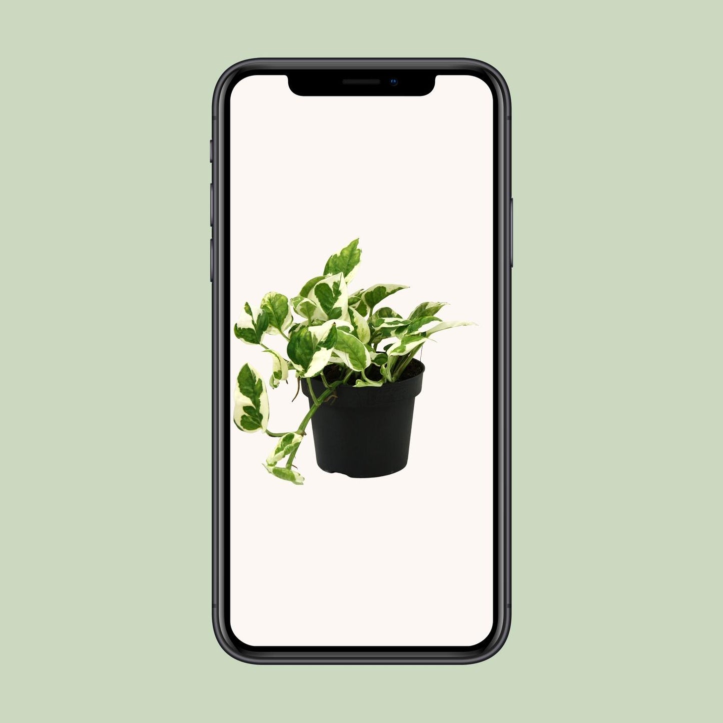 Scindapsus Epipremnum N'joy – Pflegeleichte Luftreiniger-Pflanze Ø12cm