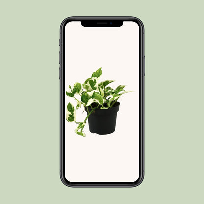 Scindapsus Epipremnum N'joy – Pflegeleichte Luftreiniger-Pflanze Ø12cm