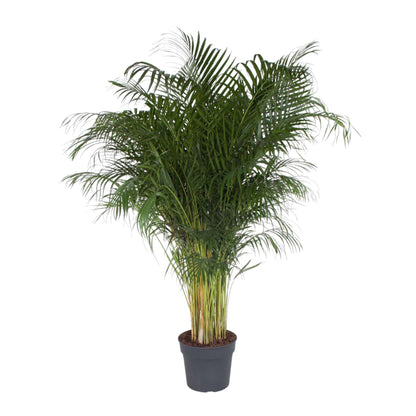 Dypsis Lutescens (Areca-Palme) – 200 cm, ø34 cm