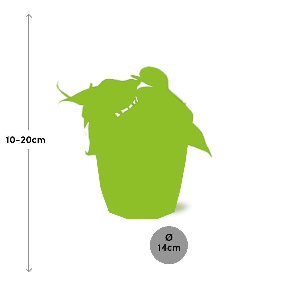 Philodendron Scandens in ELHO b.for rock 14 cm warm grey