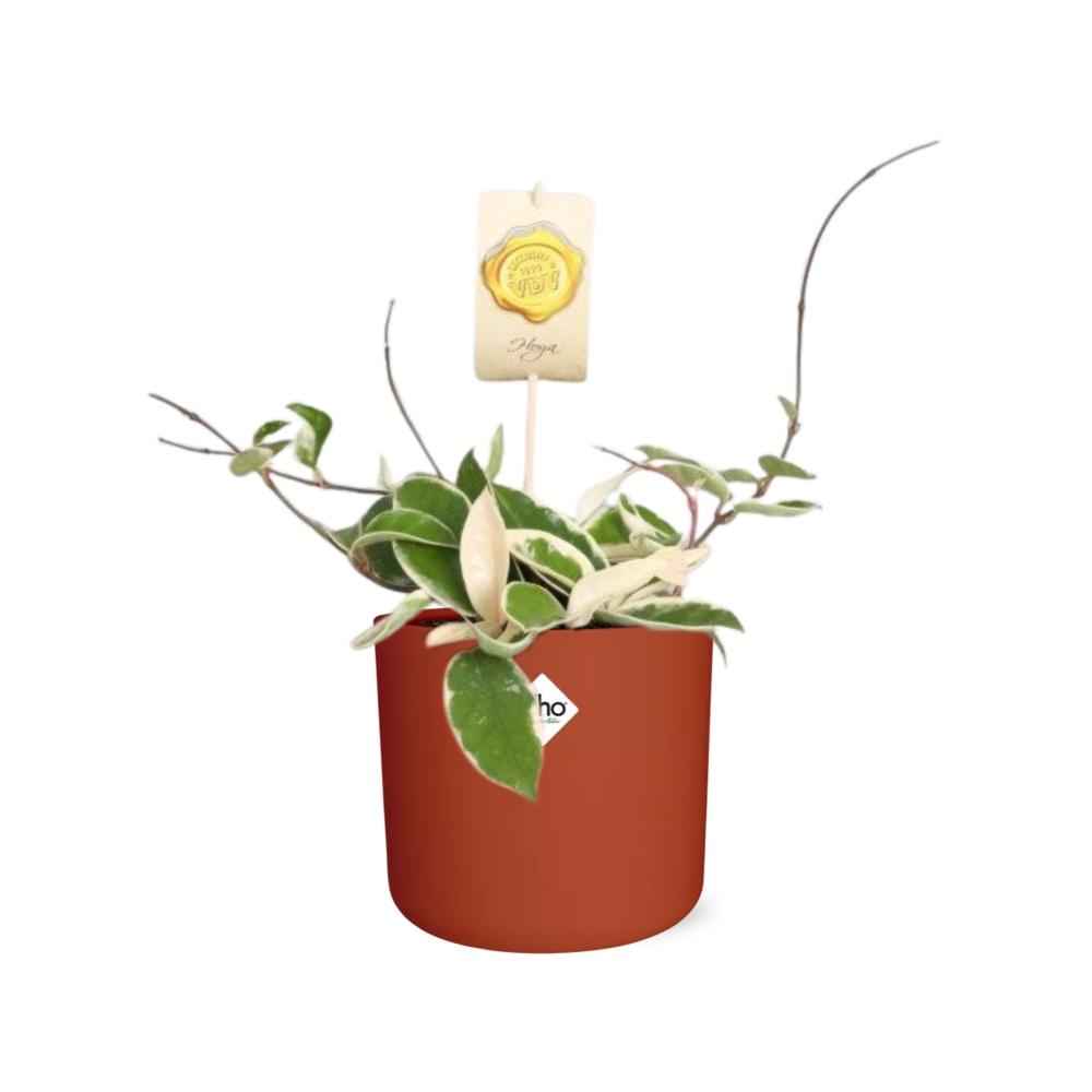 Hoya Carn. 'Krimson Queen' – Pflegeleichte Wachsblume in ELHO Topf