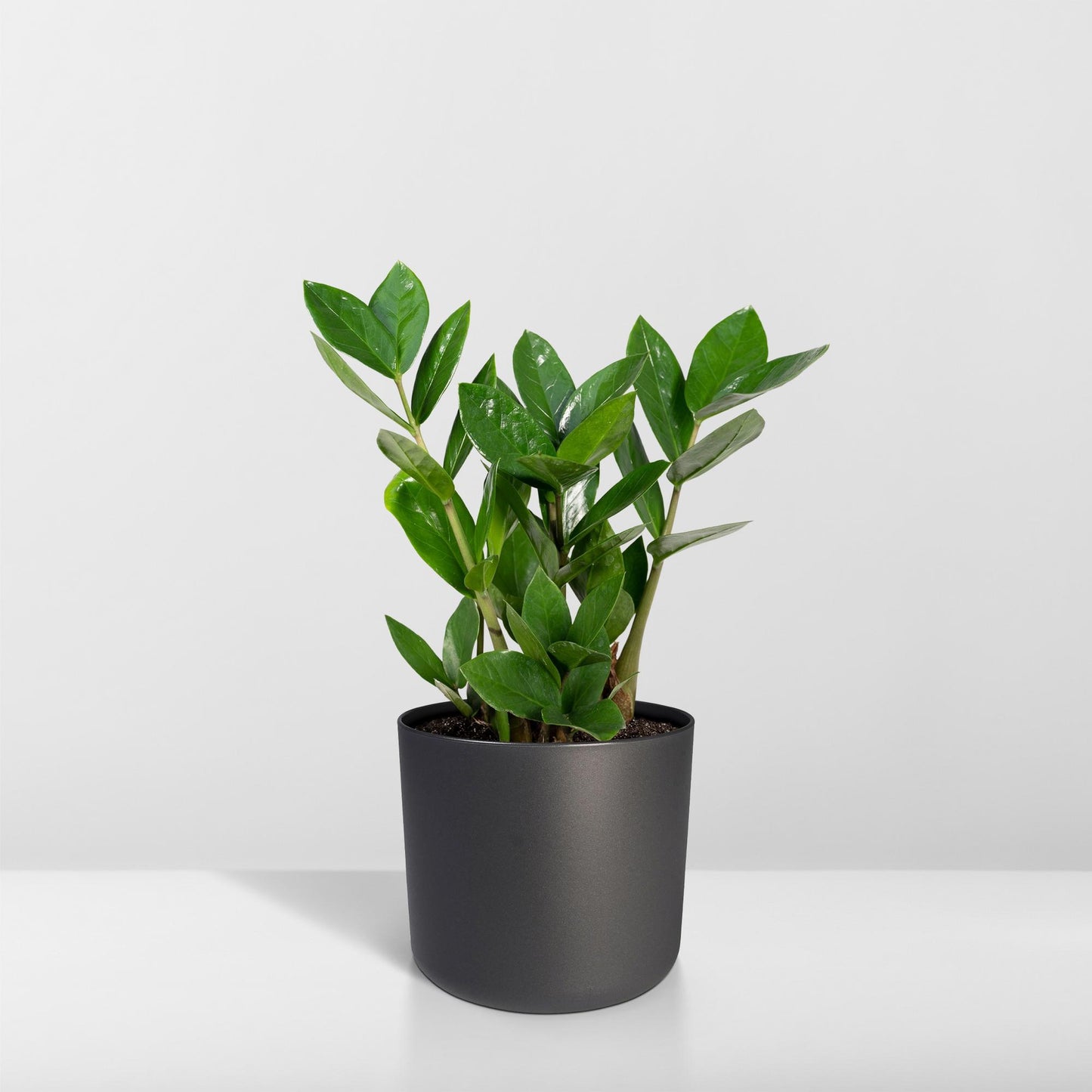 Zamioculcas Zimmerpflanze Ø12cm, 35cm hoch – Pflegeleicht & Robust