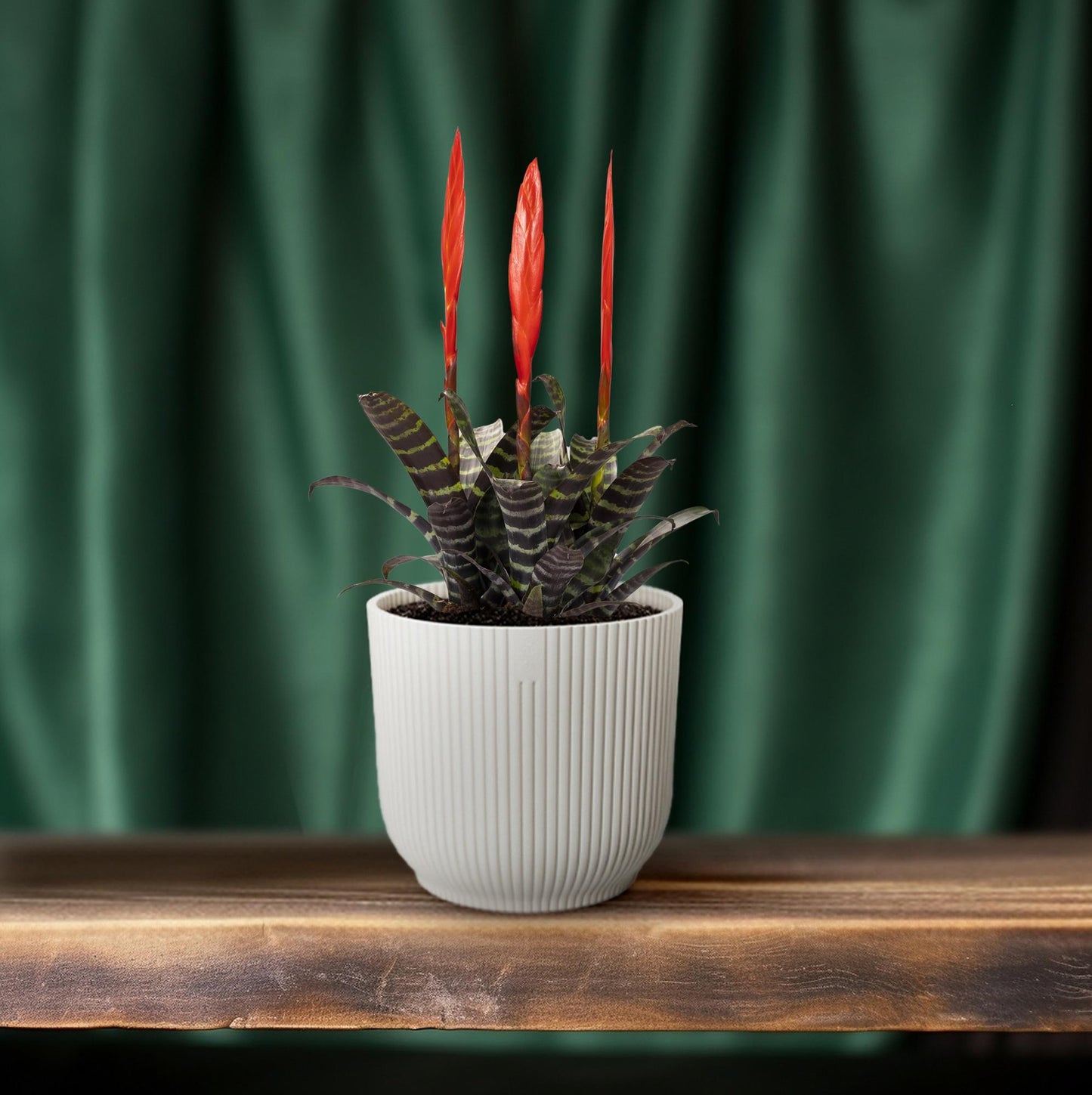 Vriesea Era Toef – Pflegeleichte Bromelie 45 cm