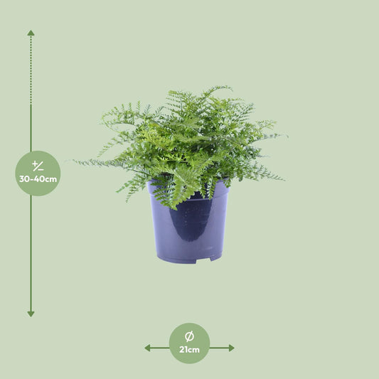 Asplenium Parvati – Pflegeleichter Zimmerfarn Ø21cm
