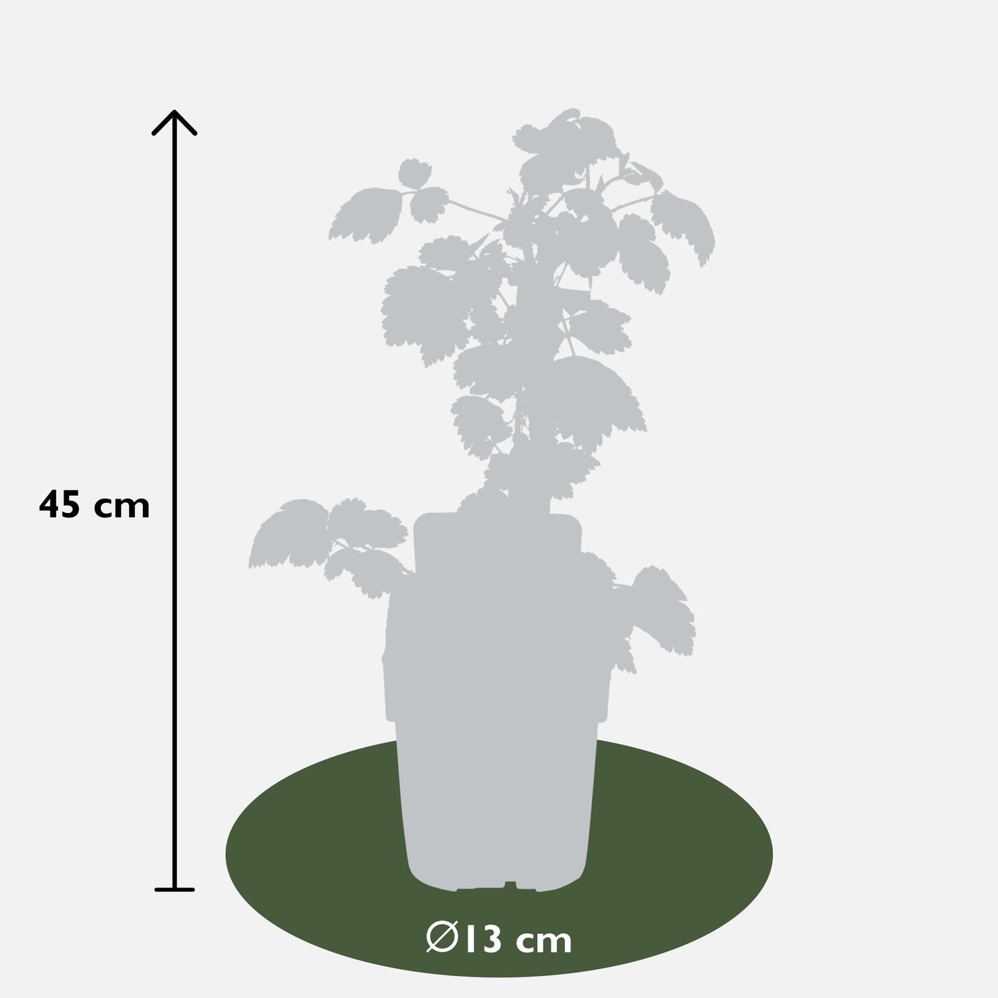 Brombeermix – 3 robuste Pflanzen Ø13cm, ca. 45cm hoch