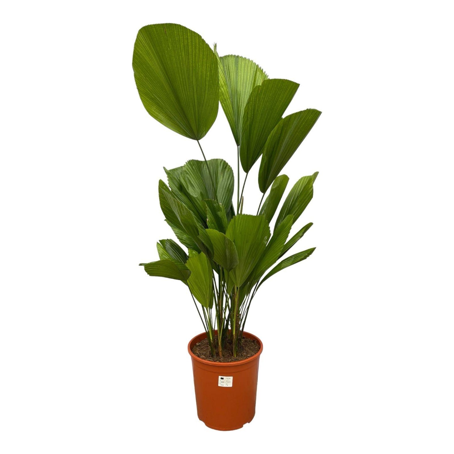 Licuala Grandis – Tropische Fächerpalme 150 cm
