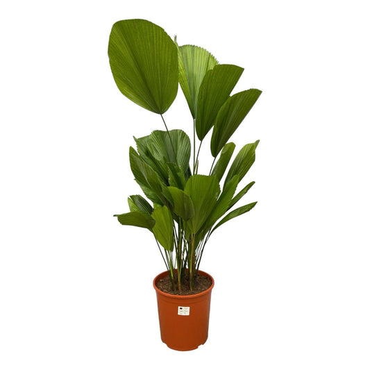 Licuala Grandis – Tropische Fächerpalme 150 cm