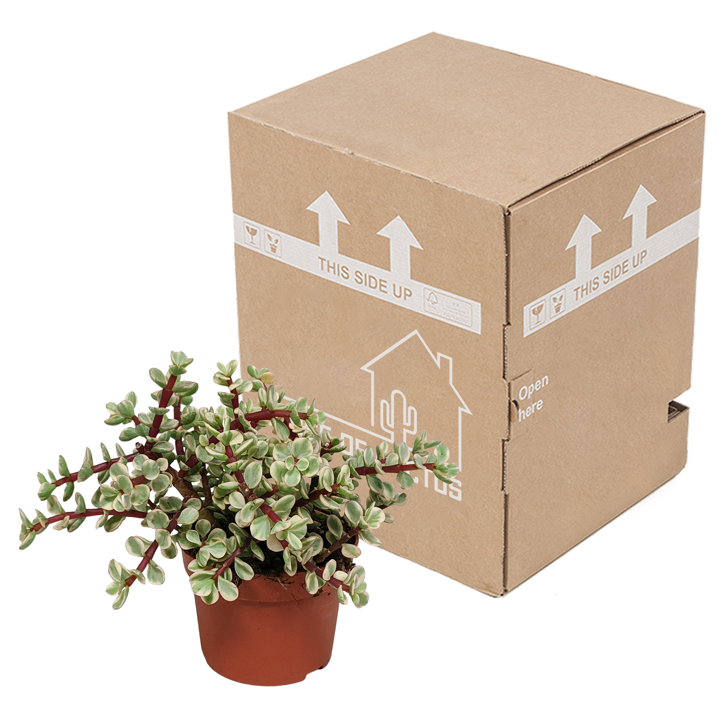 Portulacaria afra Variegata – pflegeleichte Sukkulente 10,5cm