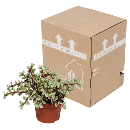 Portulacaria afra Variegata – pflegeleichte Sukkulente 10,5cm