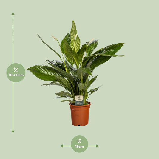 Spathiphyllum Bingo Cupido – Pflegeleichte Friedenslilie Ø19cm