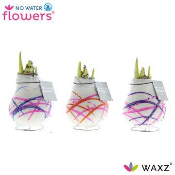 Wachsblume Karel Appel – 3er Set, pflegeleicht, Ø7-15 cm