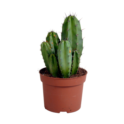 Polaskia Chula Säulenkaktus 12 cm – Pflegeleicht & Modern