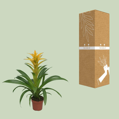 Guzmania Desire – Farbenfrohe tropische Zimmerpflanze Ø12 cm