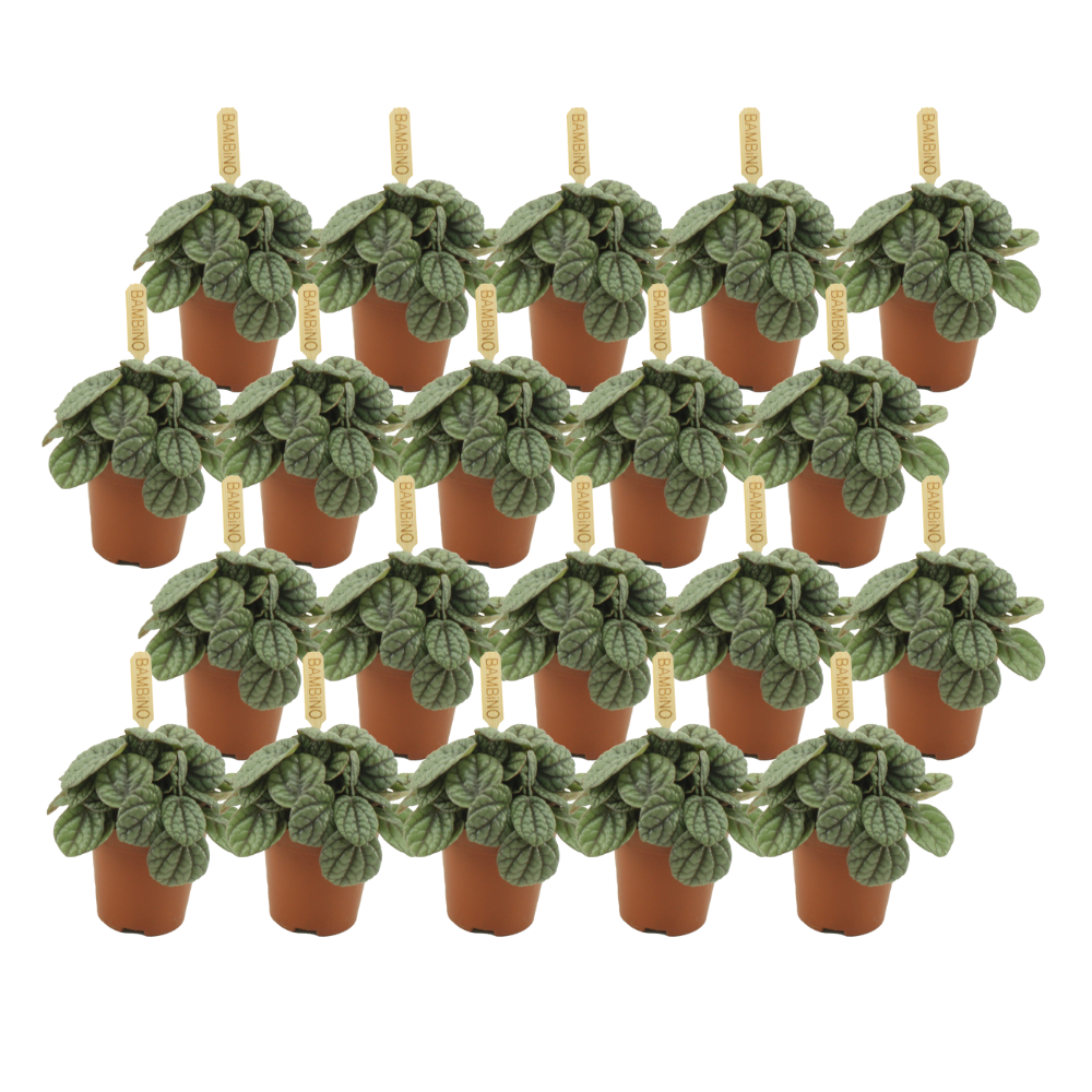 Peperomia Greyhound – 20er Set, pflegeleicht & kompakt