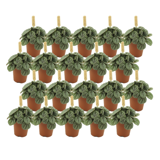 Peperomia Greyhound – 20er Set, pflegeleicht & kompakt