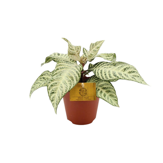 Aphelandra White Wash – Exotische Zebra Pflanze Ø25cm