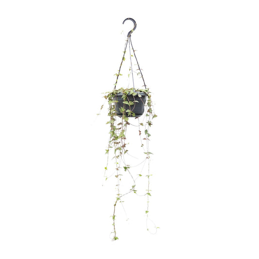 Ceropegia Linearis Remy – Herzförmige Sukkulente Ø14cm