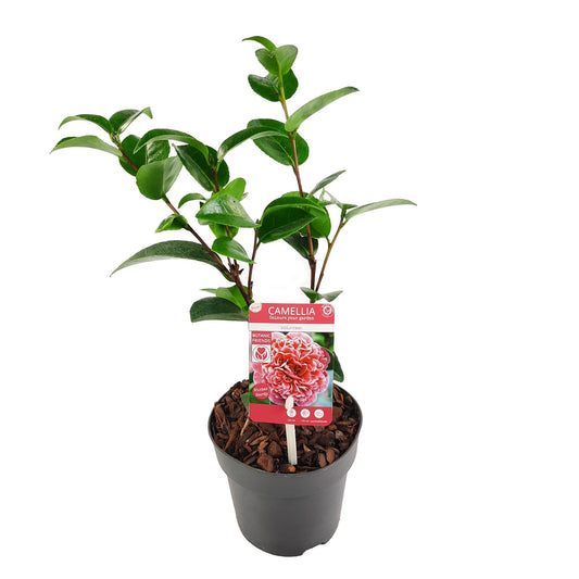Camellia japonica 'Volunteer' – Pflegeleichte Blühpflanze Ø13cm