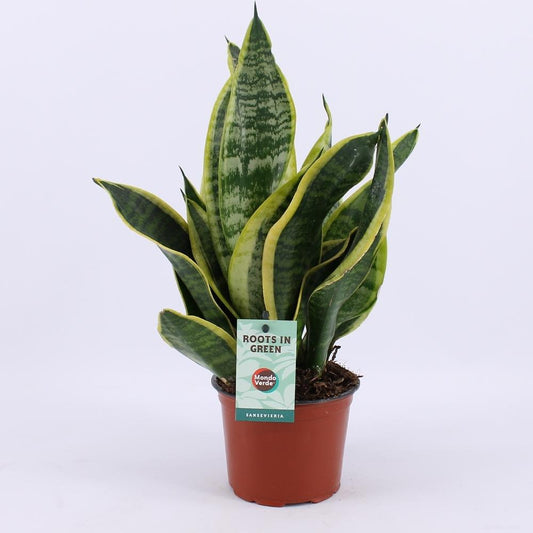 Sansevieria Futura Superba – Pflegeleichte Trendpflanze Ø12cm