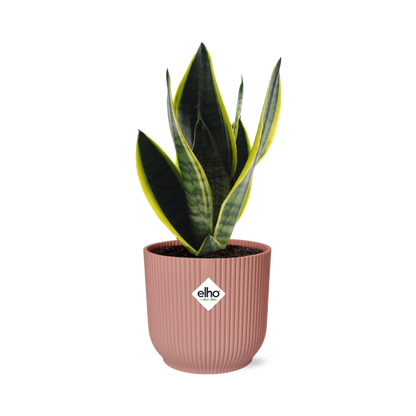 Sansevieria Futura Superba in ELHO Vibes Fold 14cm rosa
