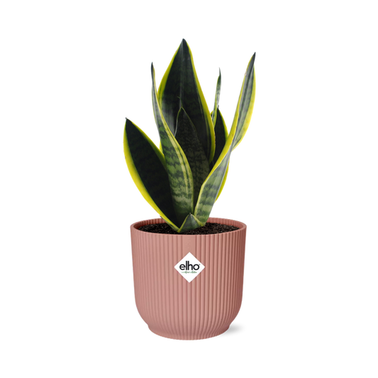 Sansevieria Futura Superba in ELHO Vibes Fold 14cm rosa