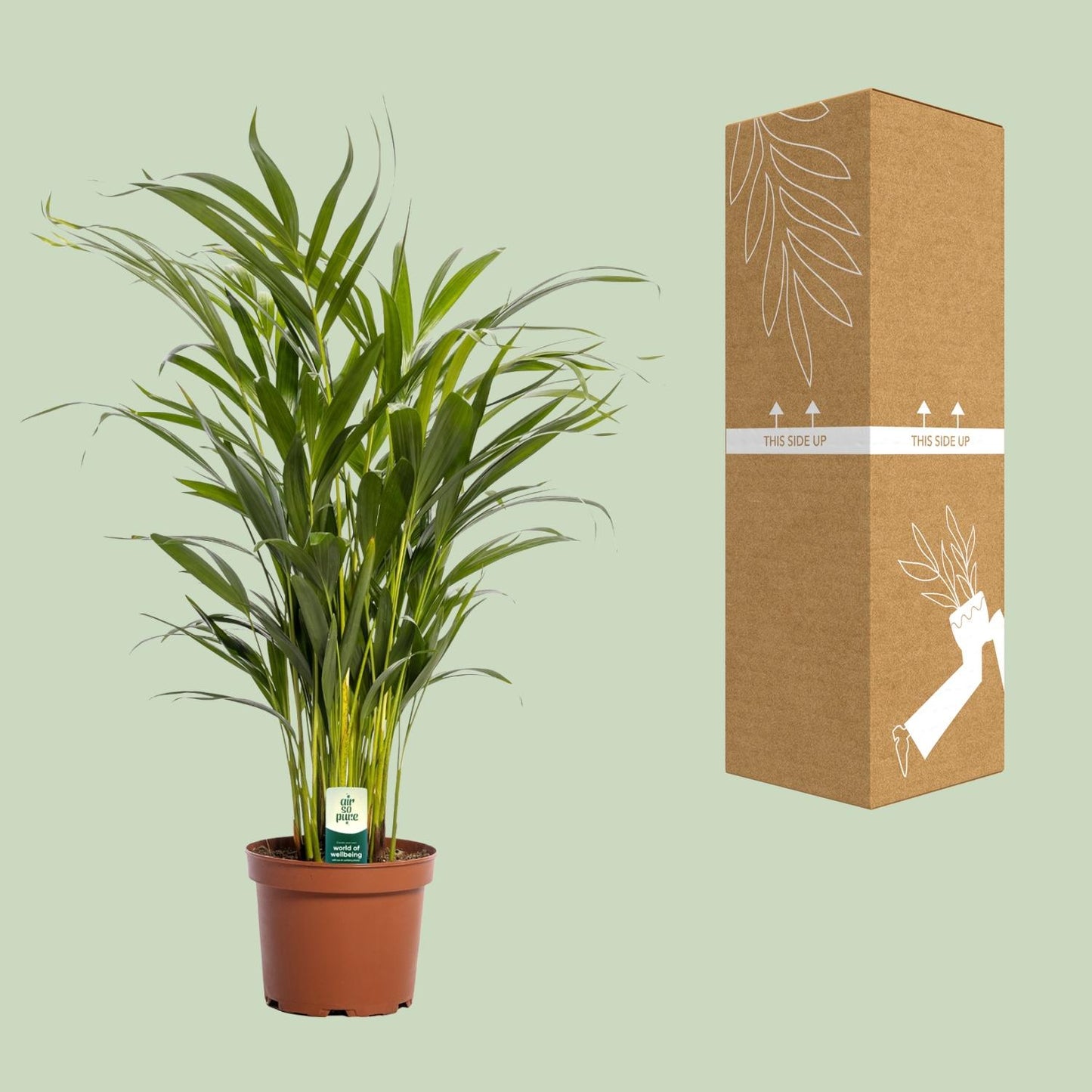 Dypsis Lutescens – Pflegeleichte Zimmerpflanze Ø17cm