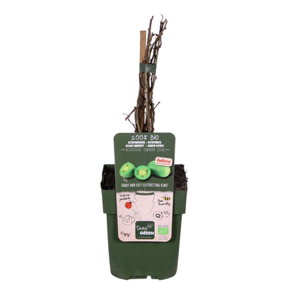 Actinidia arguta 'Issai' - Selbstfruchtende Kiwibes Ø13cm