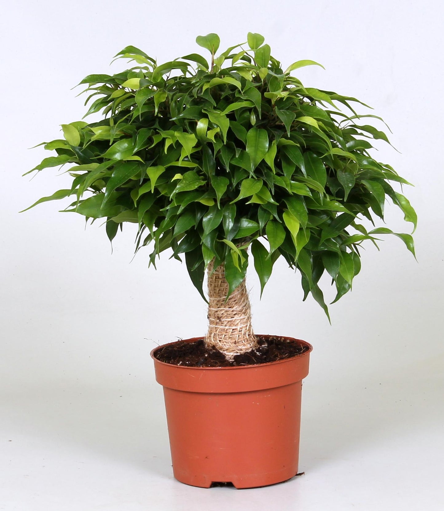 Ficus Green Kinky – Pflegeleichter Zimmerbaum Ø12cm