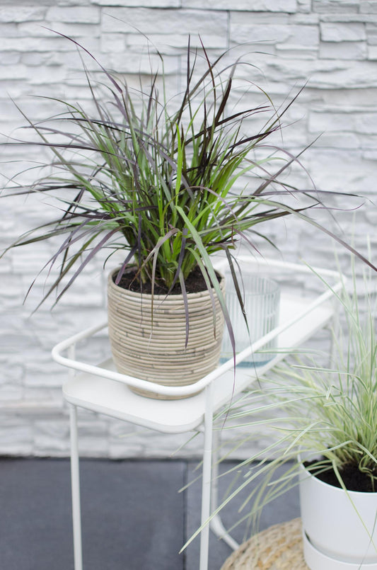 Pennisetum x advena 'Summer Samba' – Farbenfrohes Ziergras Ø19cm