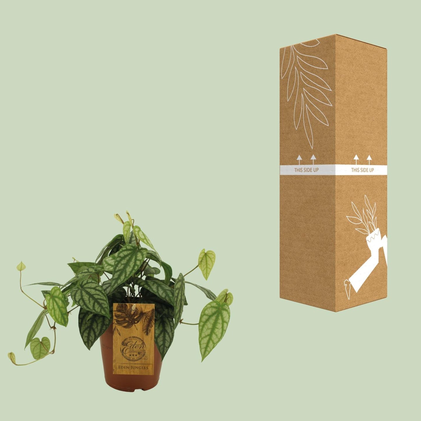 Piper Sylcaticum – Pflegeleichte Trendpflanze Ø15cm