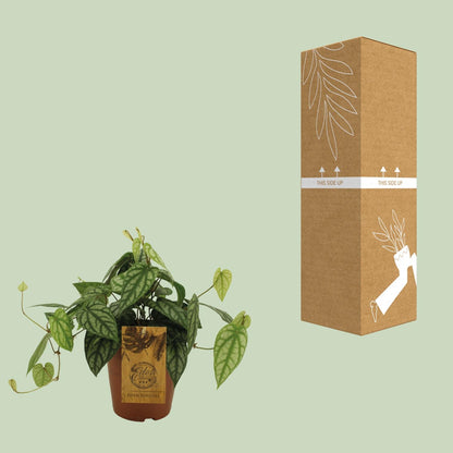 Piper Sylcaticum – Pflegeleichte Trendpflanze Ø15cm