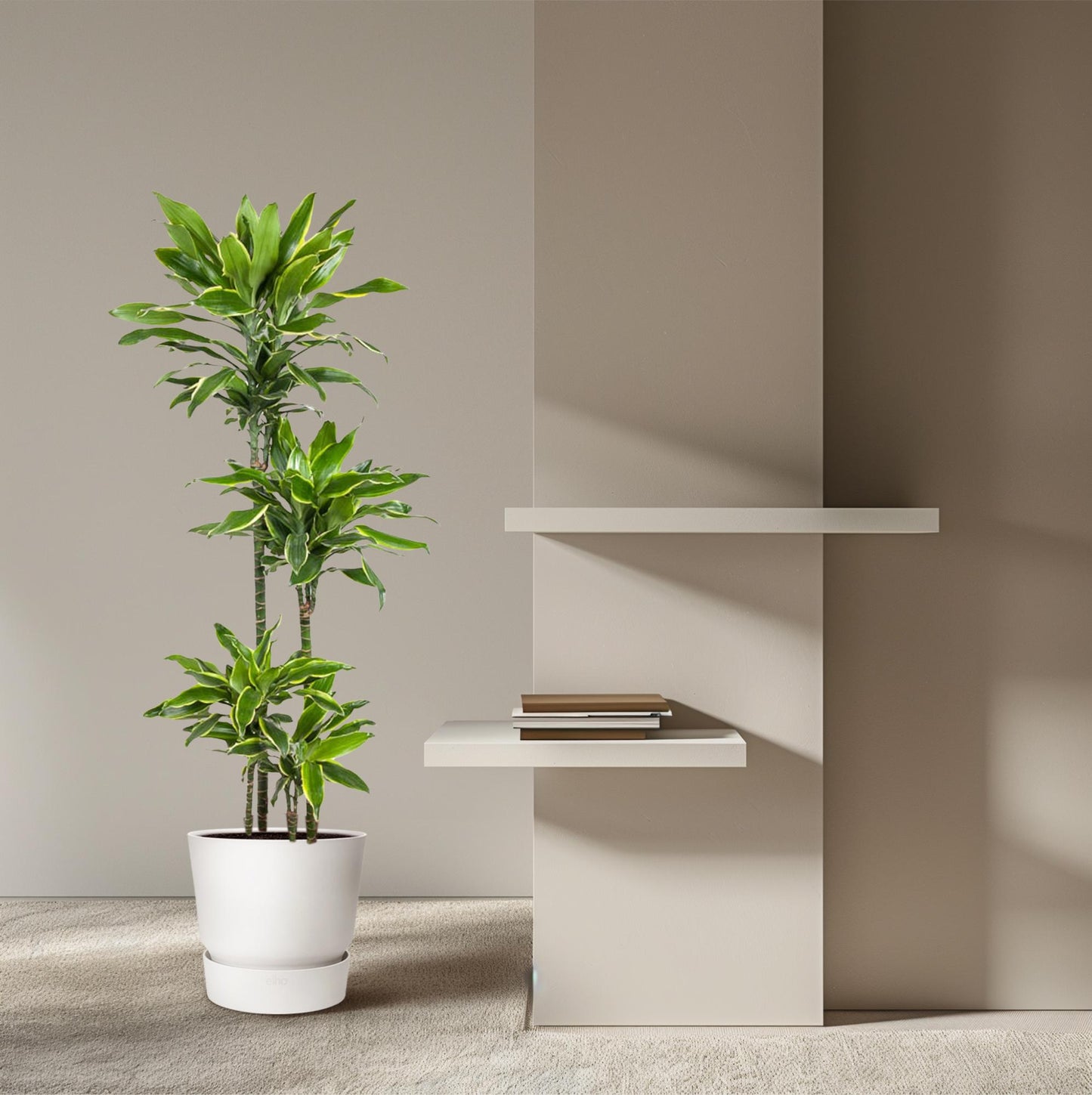 Dracaena Golden Coast – 140 cm pflegeleichte Zimmerpflanze