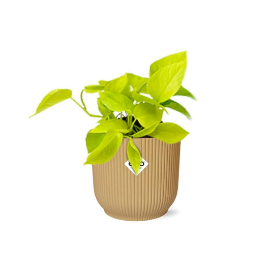 Epipremnum Pinnatum ‘Golden Pothos’ in ELHO Vibes Fold 14cm Gelb