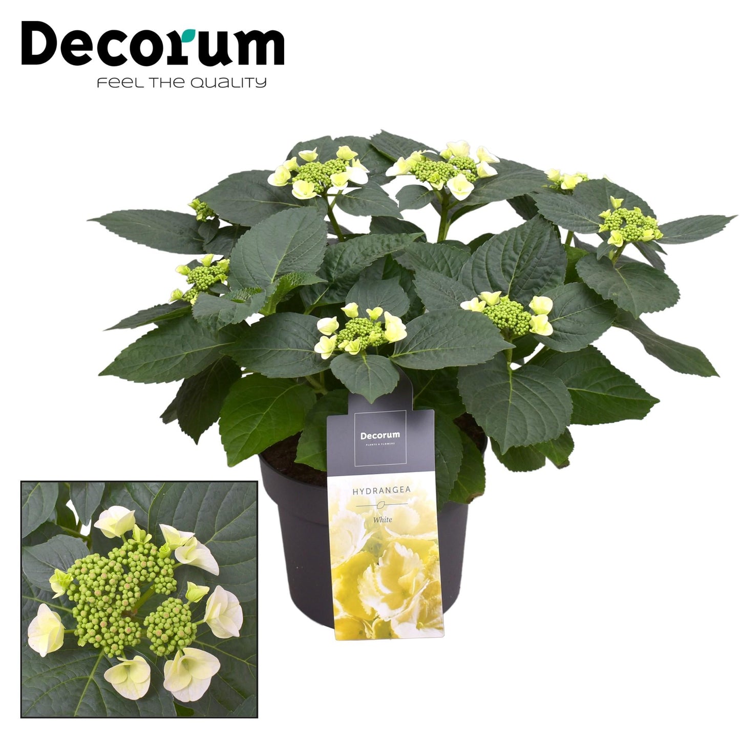 Hortensie Teller Benxi Weiß Ø23cm – Pflegeleicht & Farbenfroh