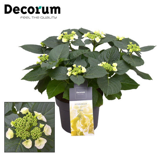 Hortensie Teller Benxi Weiß Ø23cm – Pflegeleicht & Farbenfroh