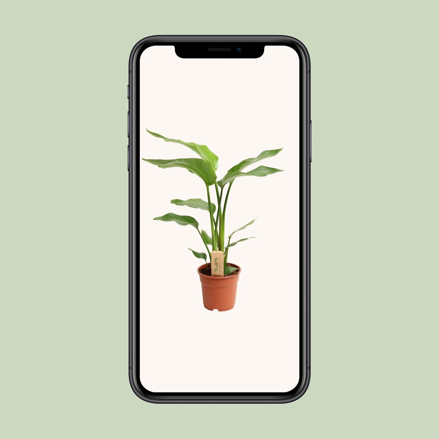 Strelitzia Nicolai – Pflegeleichte Paradiesvogel-Blume Ø17cm, 60cm hoch