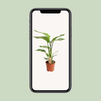 Strelitzia Nicolai – Pflegeleichte Paradiesvogel-Blume Ø17cm, 60cm hoch