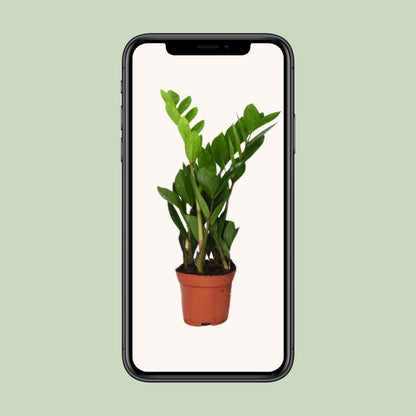 Zamioculcas Zamiifolia Ø12cm – Pflegeleichte Zimmerpflanze