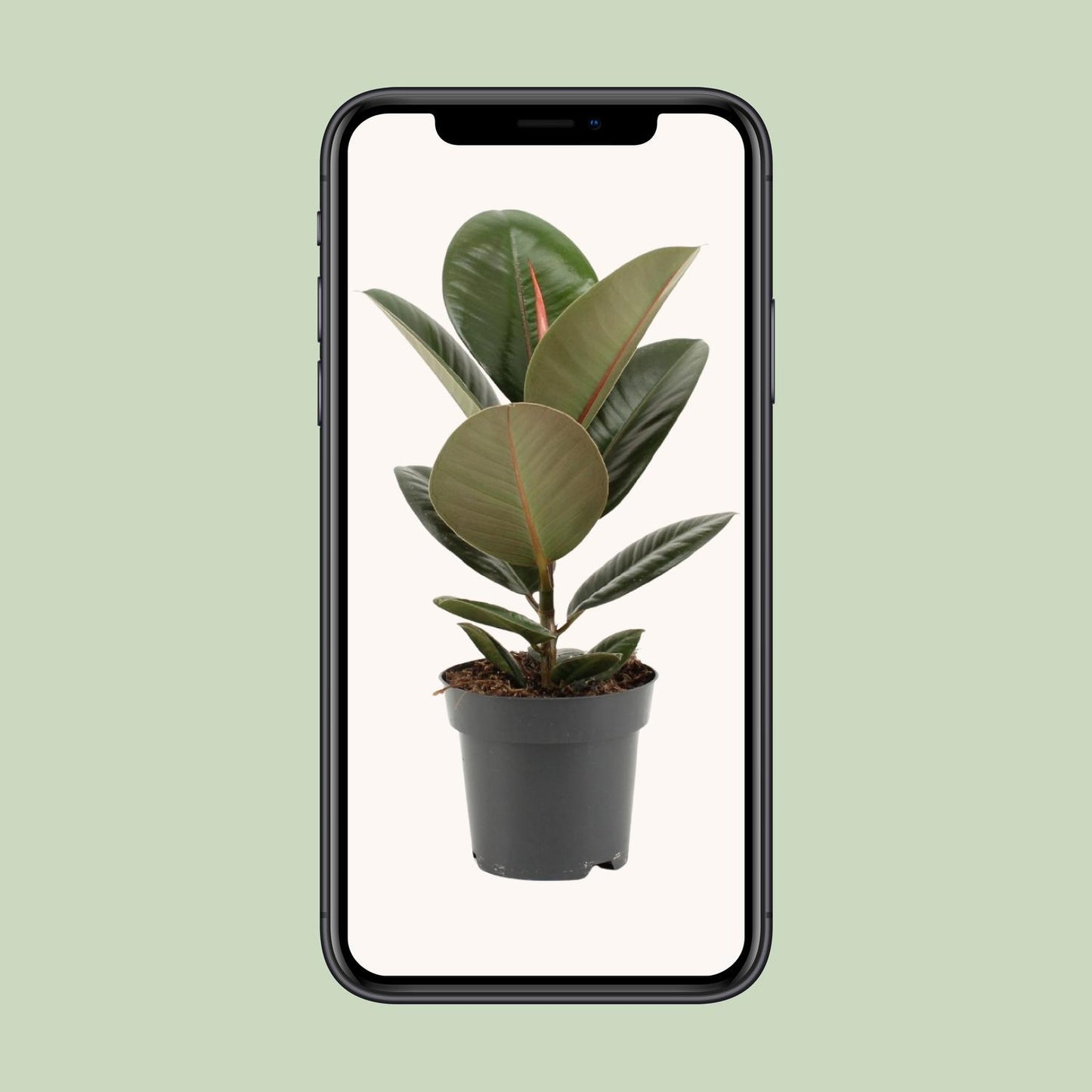 Ficus Elastica Robusta – Pflegeleichte Zimmerpflanze Ø14cm