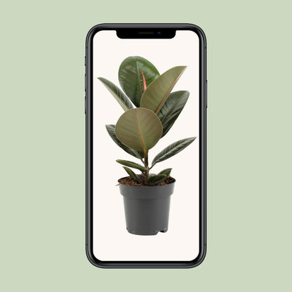 Ficus Elastica Robusta – Pflegeleichte Zimmerpflanze Ø14cm