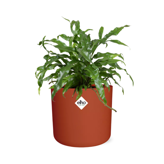 Microsorum Diversifolium – Kängurufarn im ELHO b.for soft Rond 14cm