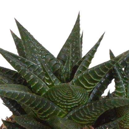 Gasteria & Haworthia Sukkulenten-Mix 3er im weißen Topf