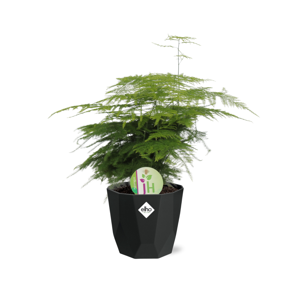 Spargelfarn (Asparagus densiflorus) im 14cm Topf